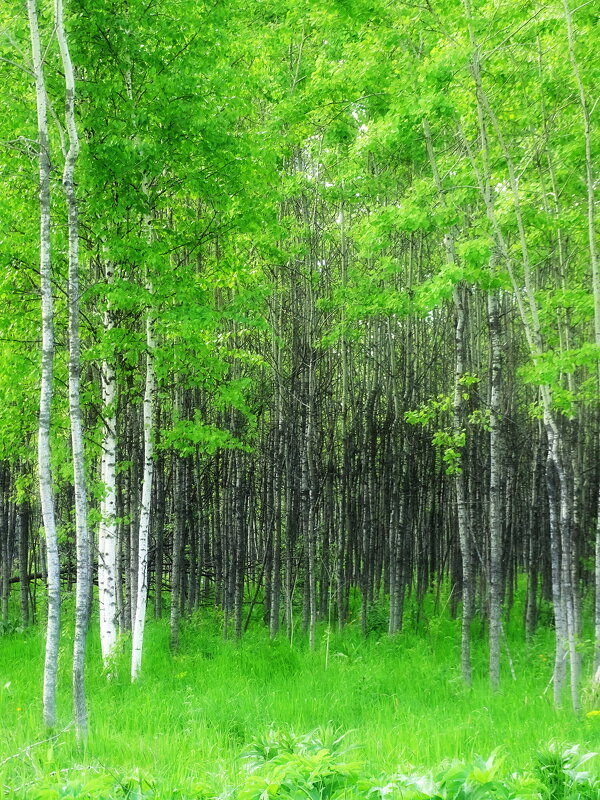 Дебри - Павел Трунцев