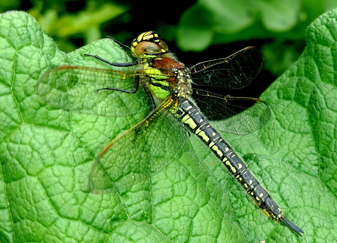 опять стрекозы 3 - Александр Прокудин опять стрекозы 3 - Александр Прокудин