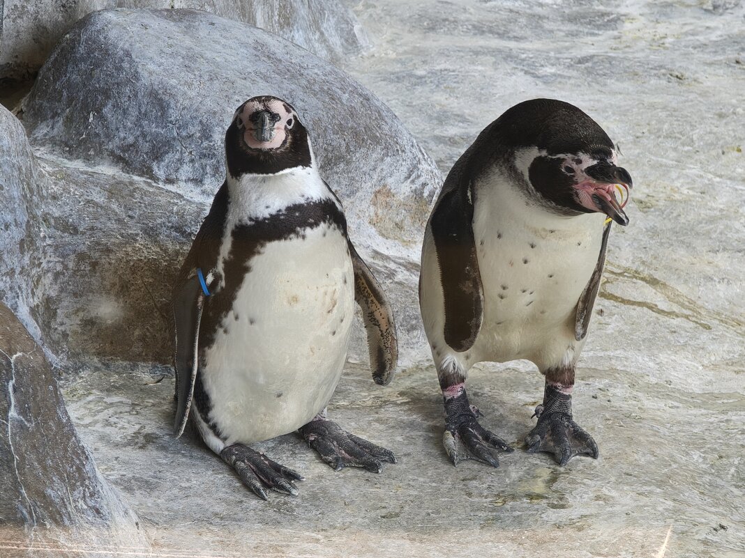 Пингвины - <<< Наташа >>>