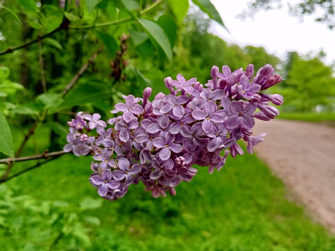 Сирень - Сапсан 