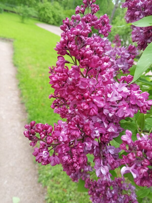 Сирень - Сапсан 