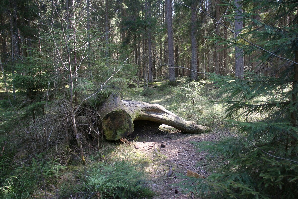 Комарово. Май - Наталья Герасимова Комарово. Май - Наталья Герасимова