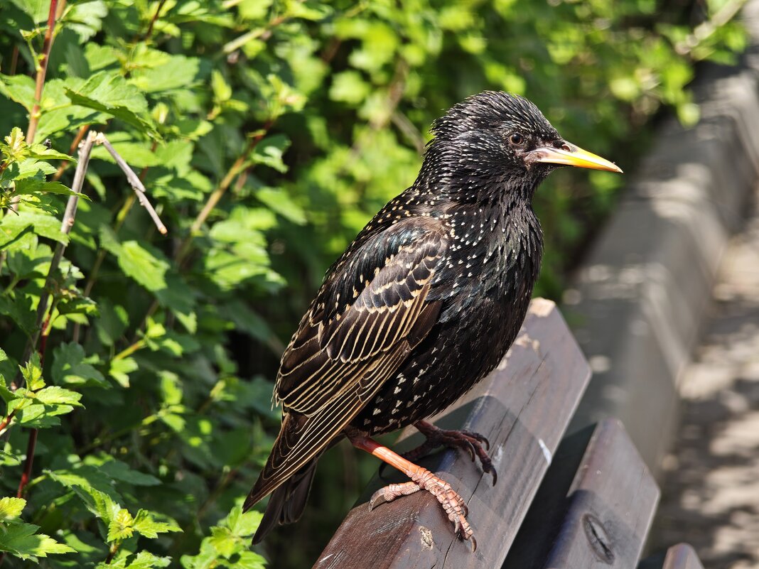 Скворец - <<< Наташа >>> Скворец - <<< Наташа >>>