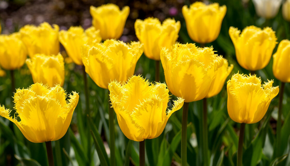 Цветы мая - Ольга Цветы мая - Ольга