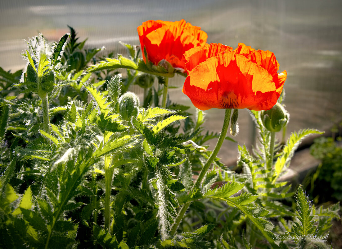 "Пара красных маков. Первые"© - Владимир Макаров