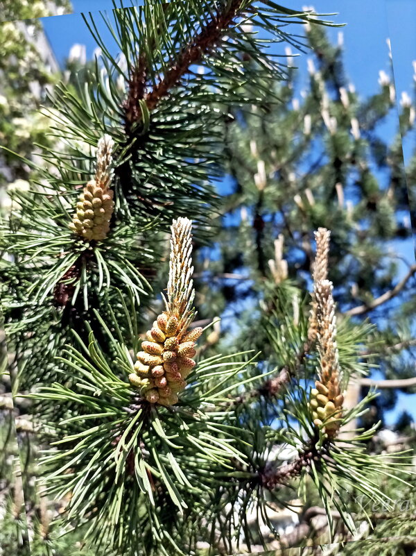Весеннее свечение - Veera V Весеннее свечение - Veera V