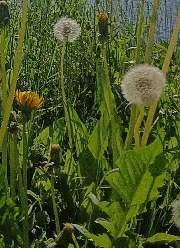 пора одуванчиков - Галина R...