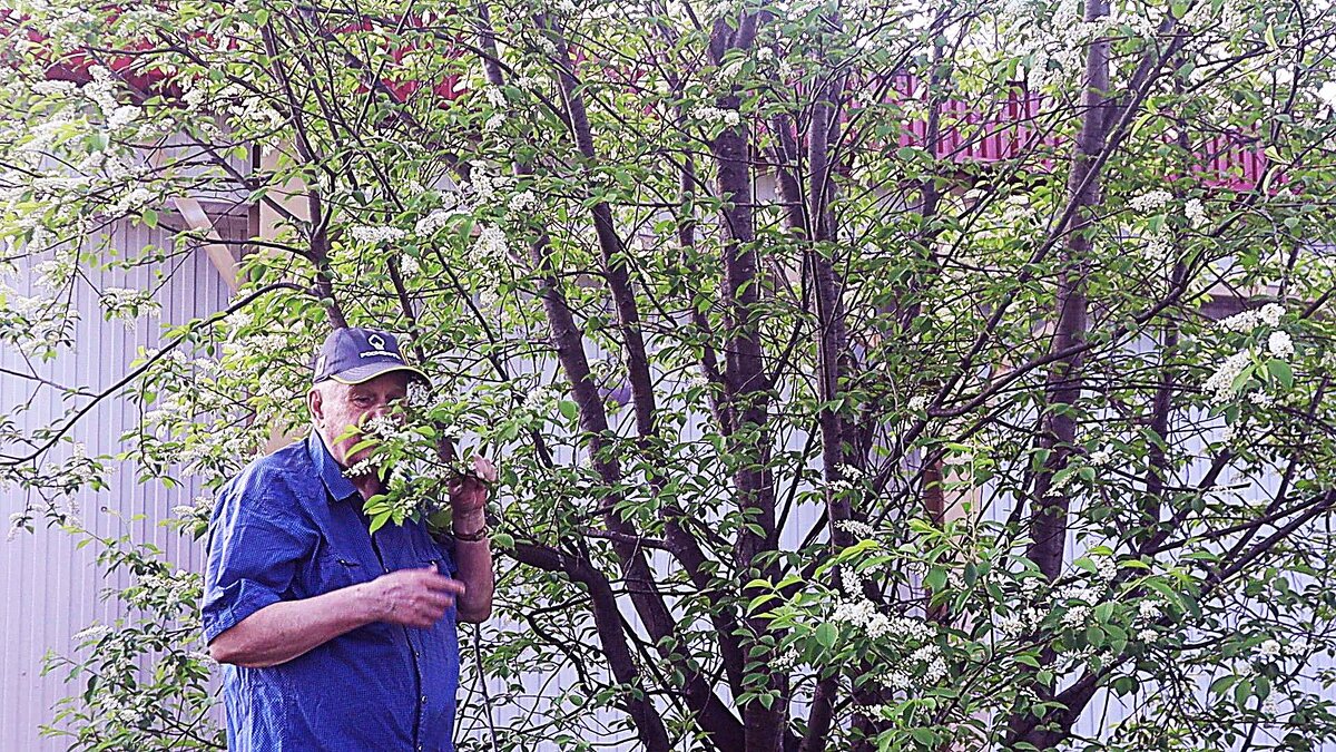 Июнь...У любимой черемухи! - Владимир 