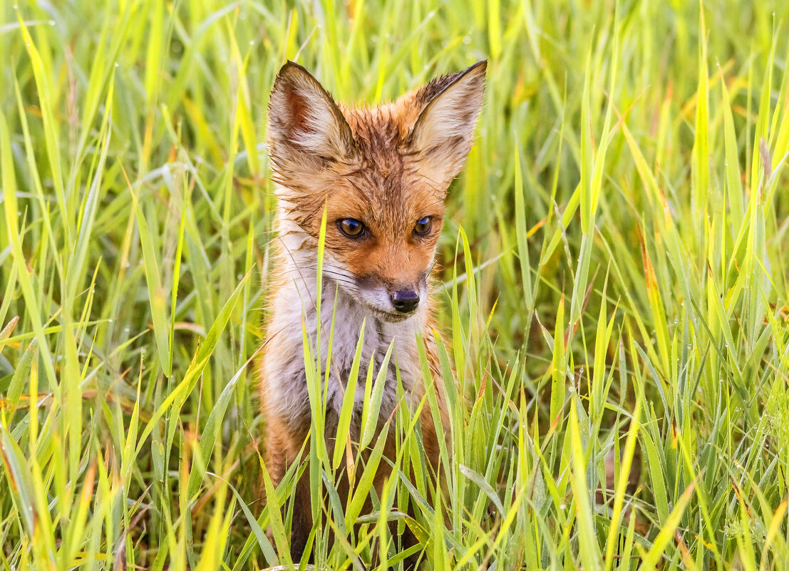 По утренней росе. - Михаил Белоусов По утренней росе. - Михаил Белоусов