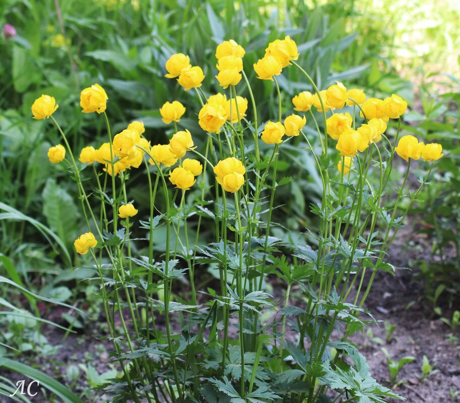 Купальница европейская - Любовь Сахарова Купальница европейская - Любовь Сахарова