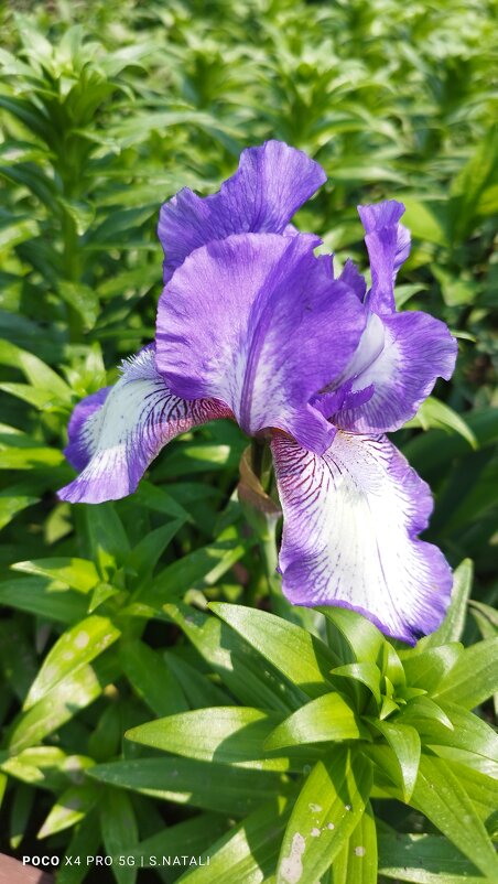 Ирис - Наталья Штанулина