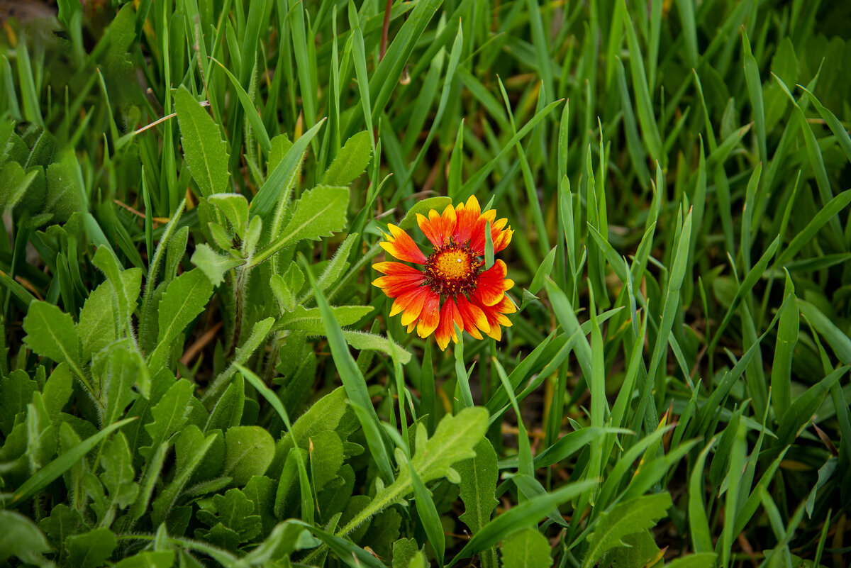 Цветок в траве - Анатолий Чикчирный