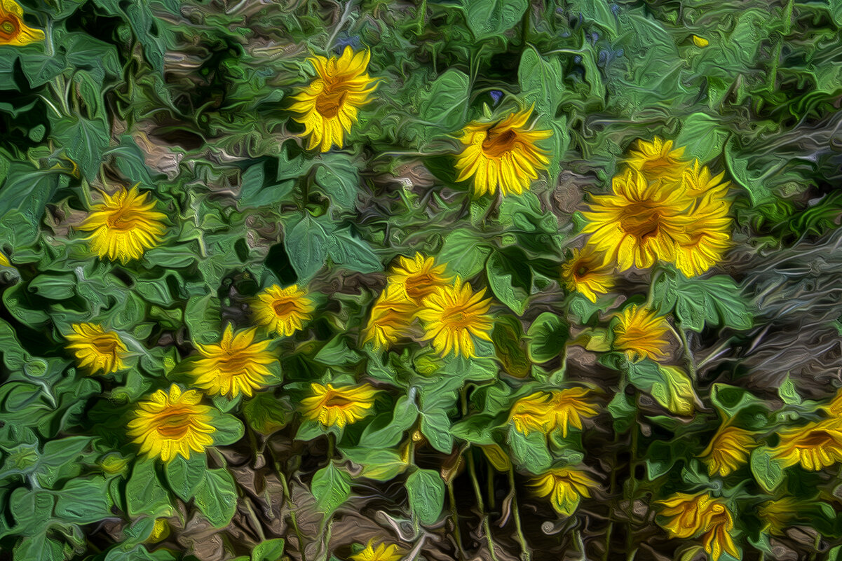 Подсолнухи - Анатолий Чикчирный