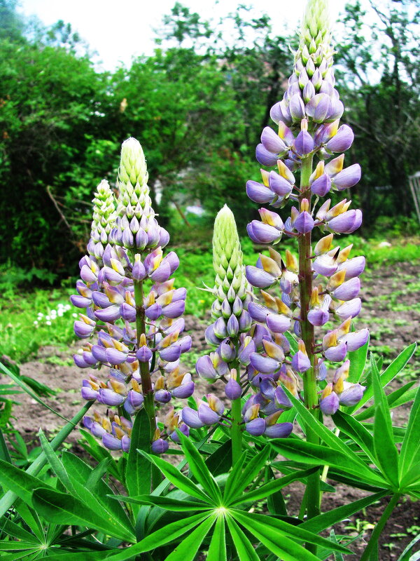 Люпины - Людмила Смородинская