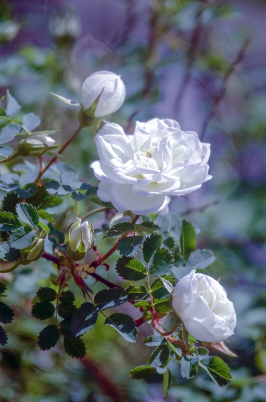 Трио - Lyubov Busova Трио - Lyubov Busova