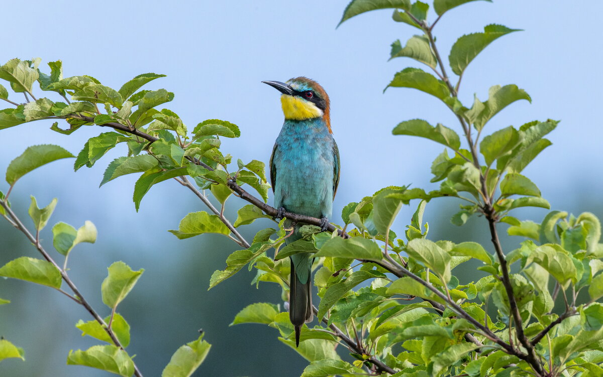 щурка - юрий макаров