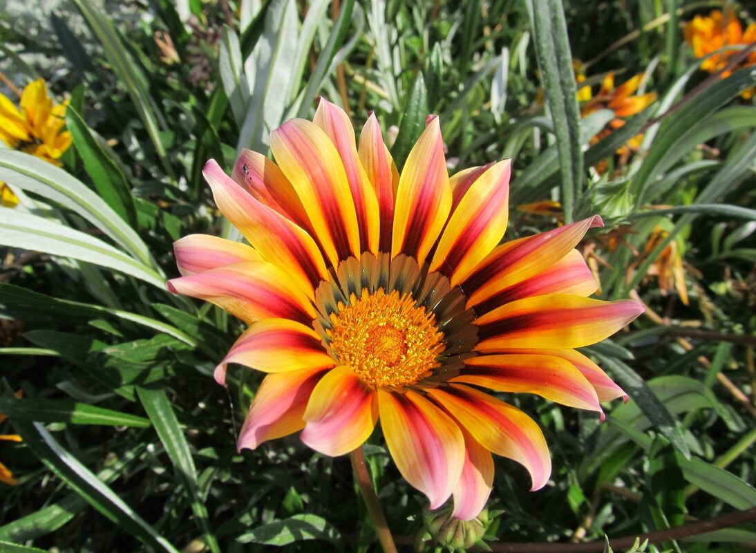 Гацания - PRP 