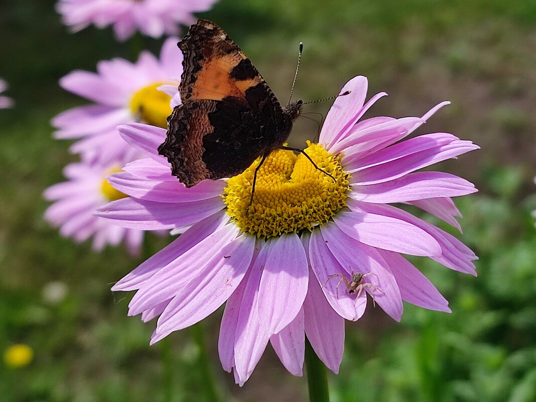 Лето - Валентина Богатко Лето - Валентина Богатко