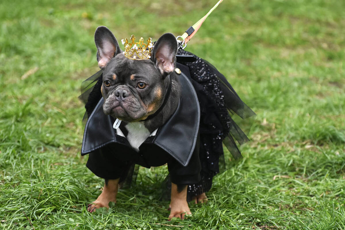 Москва. Парад французских бульдогов в усадьбе «Воронцово». Королевишна. - Наташа *****