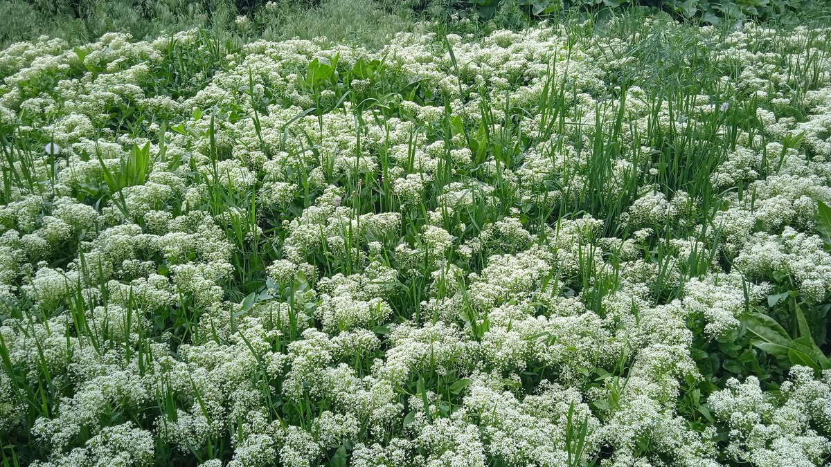 май - Елена Шаламова май - Елена Шаламова