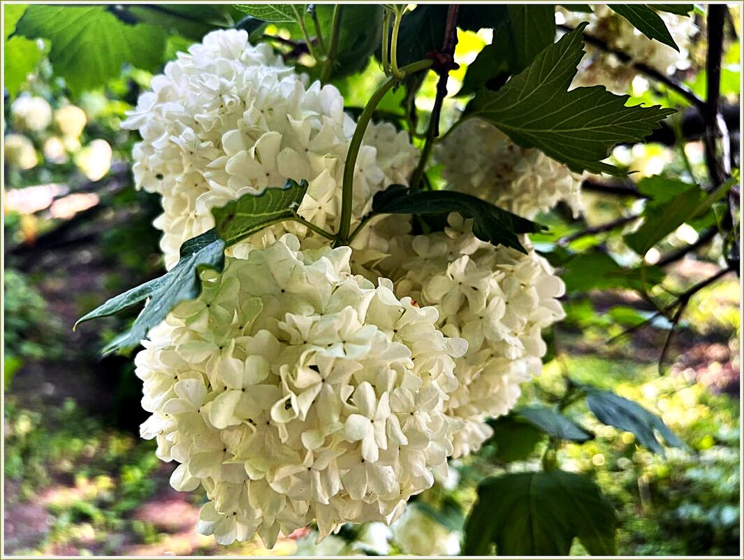 ****** - Валерия Комова ****** - Валерия Комова