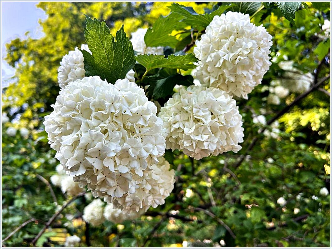 Бульденеж. - Валерия Комова