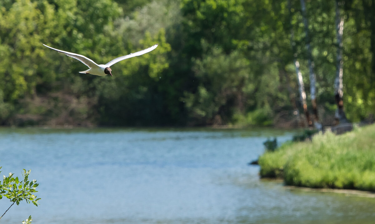 *** - Владимир Безбородов