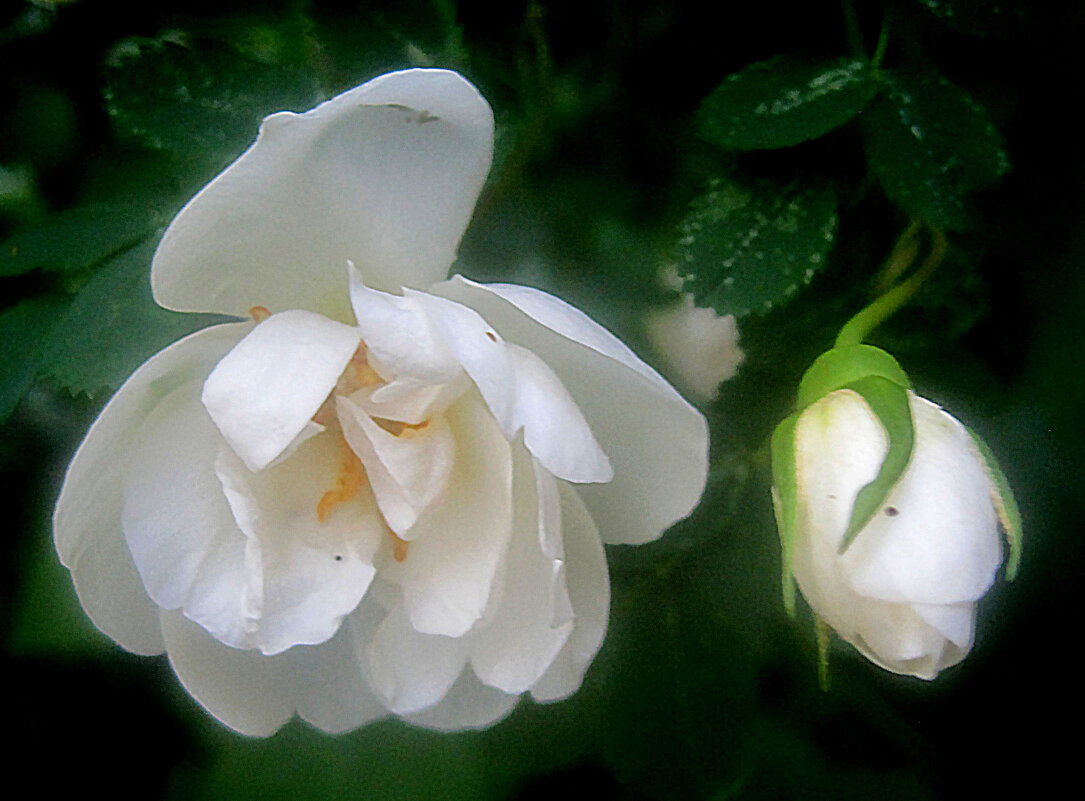 Шмповник - Елена Семигина