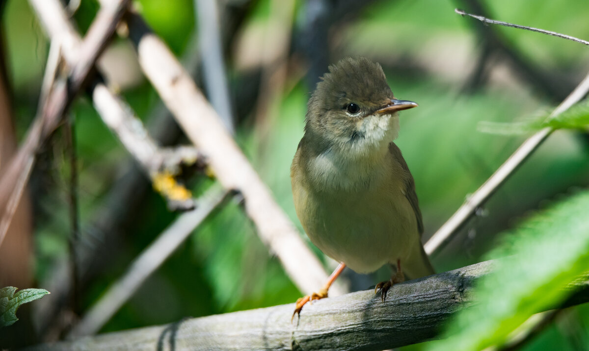 Камышовка - Владимир Безбородов Камышовка - Владимир Безбородов