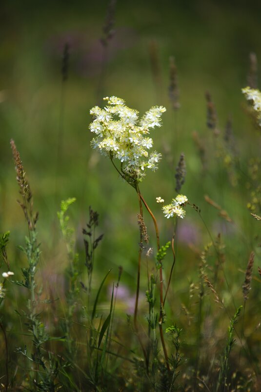 Дикоросы Ставропольской возвышенности - Evgeny Mameev Дикоросы Ставропольской возвышенности - Evgeny Mameev