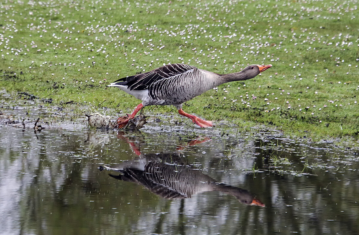 Два гуся - Андроник Александр Два гуся - Андроник Александр