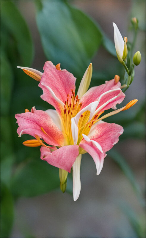 цветик - Ольга Cоломатина