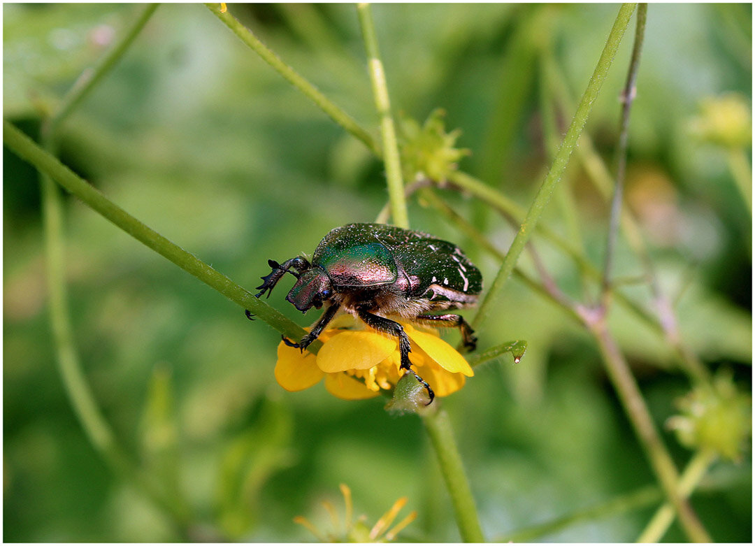С Бронзовкой... - Aleksandr Gal