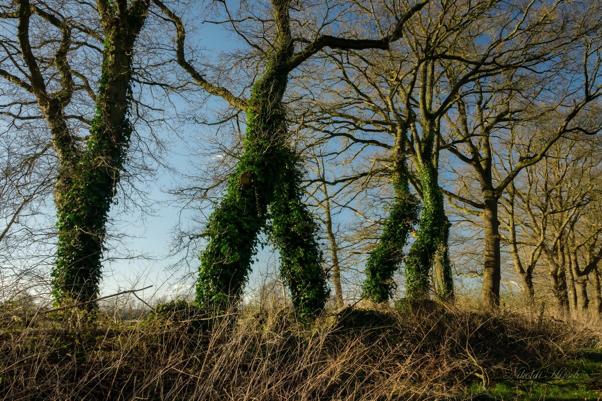Зелёные великаны... - Николай Гирш
