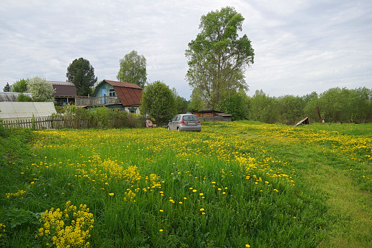 Когда цветут одуванчики - Галина Кан Когда цветут одуванчики - Галина Кан