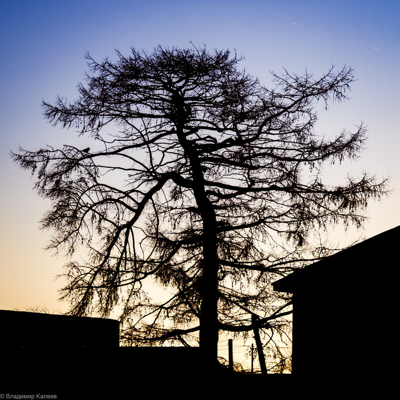 Старая сосна - Владимир Калеев