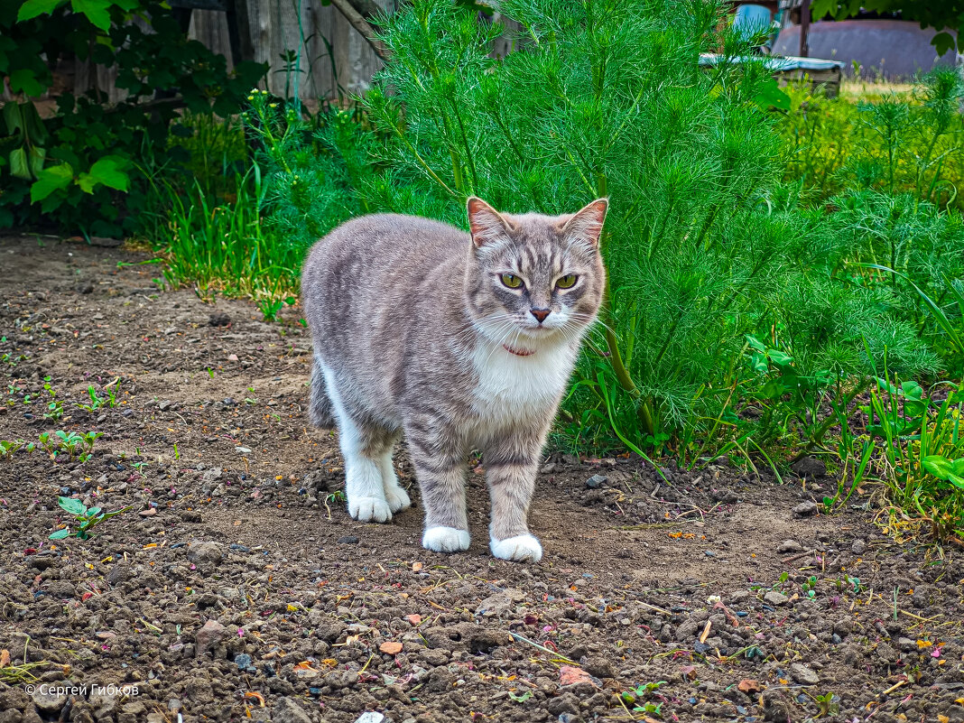Кот Пушок - Сергей Гибков Кот Пушок - Сергей Гибков