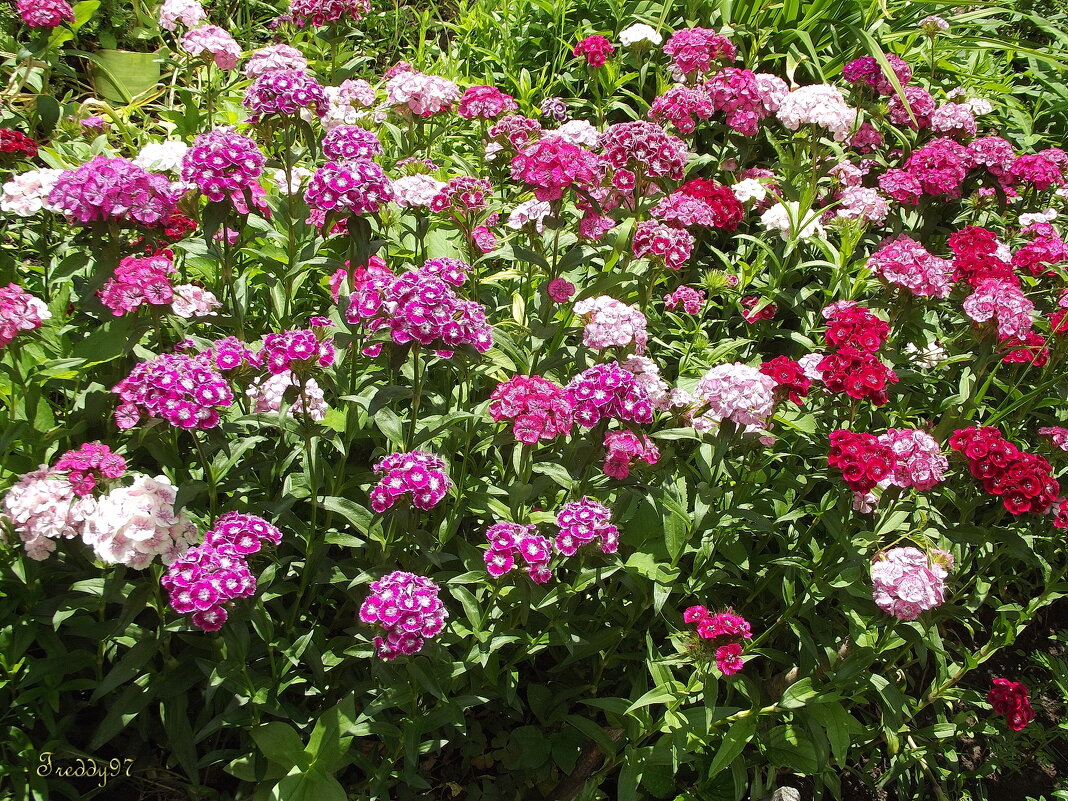 Россыпь гвоздик - Freddy 97 Россыпь гвоздик - Freddy 97