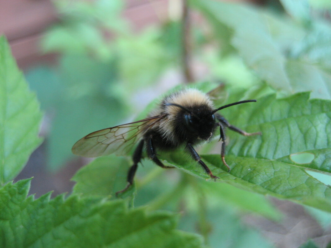 Шмель - Anna Ivanova Шмель - Anna Ivanova