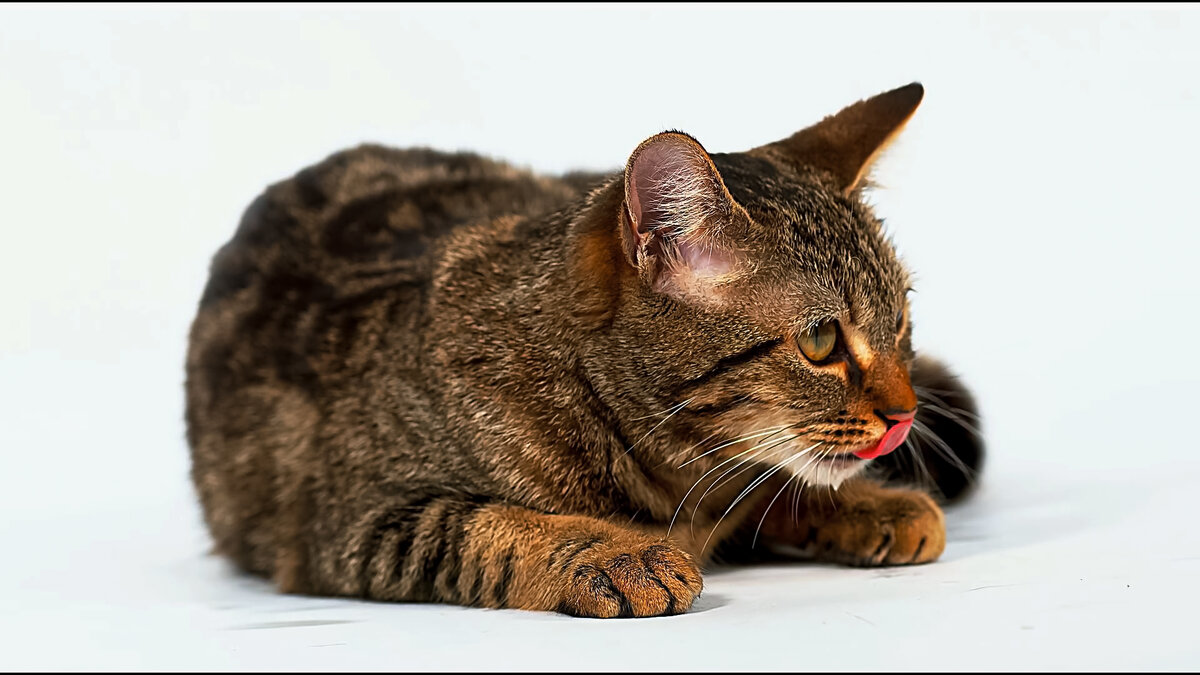 Европейская кошка - Aleksey Afonin Европейская кошка - Aleksey Afonin