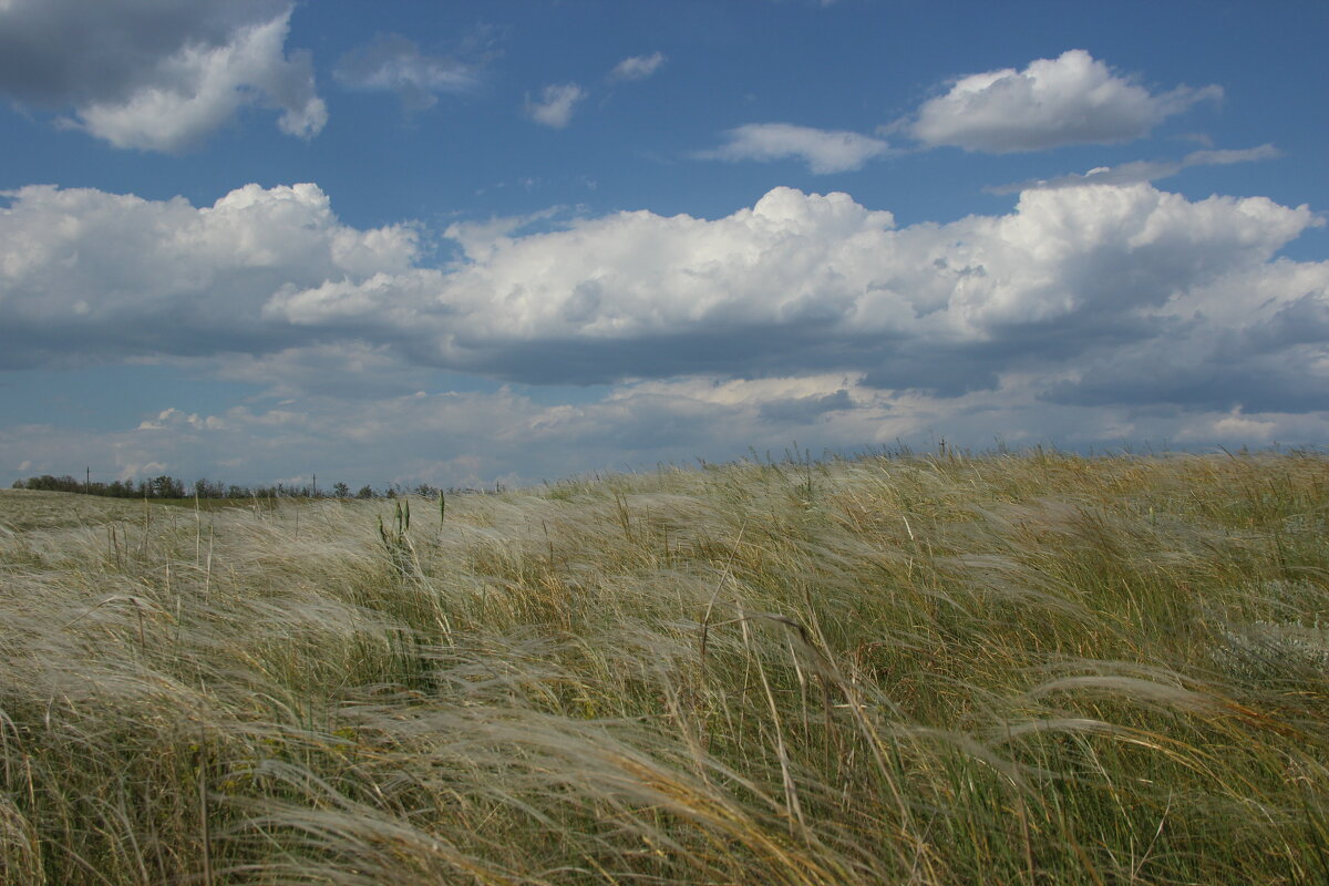 Ковыль. - Виктор 