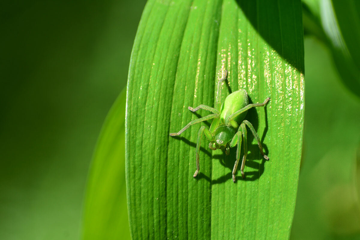 Мимикрия - Геннадий Супрун