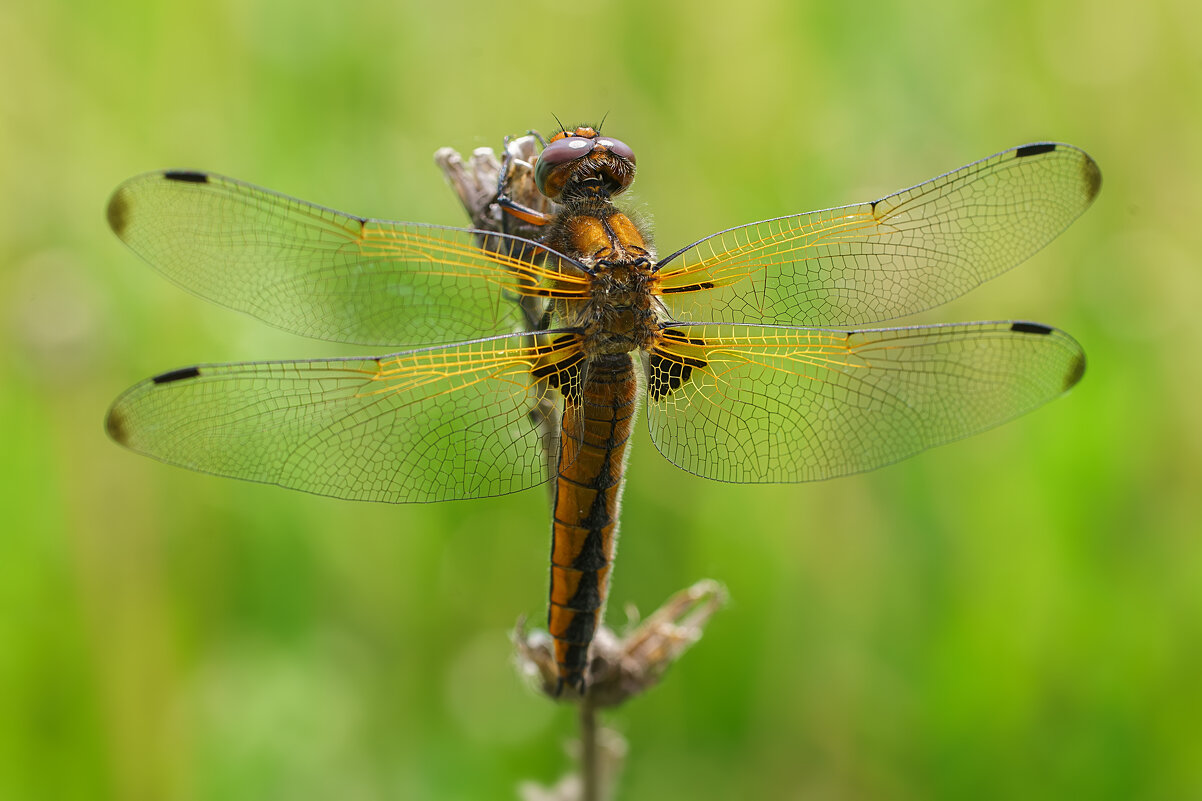 Стрекоза - Alex Bush