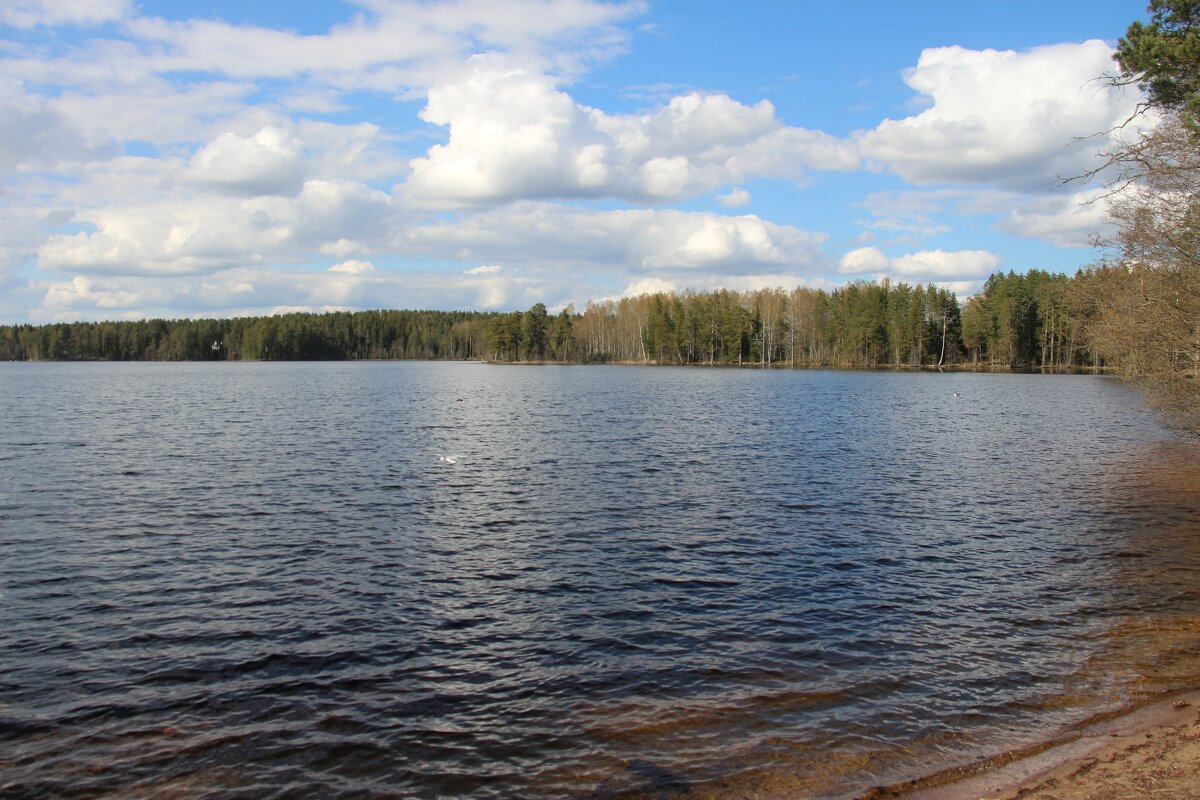 Комарово. Озеро Щучье - Наталья Герасимова