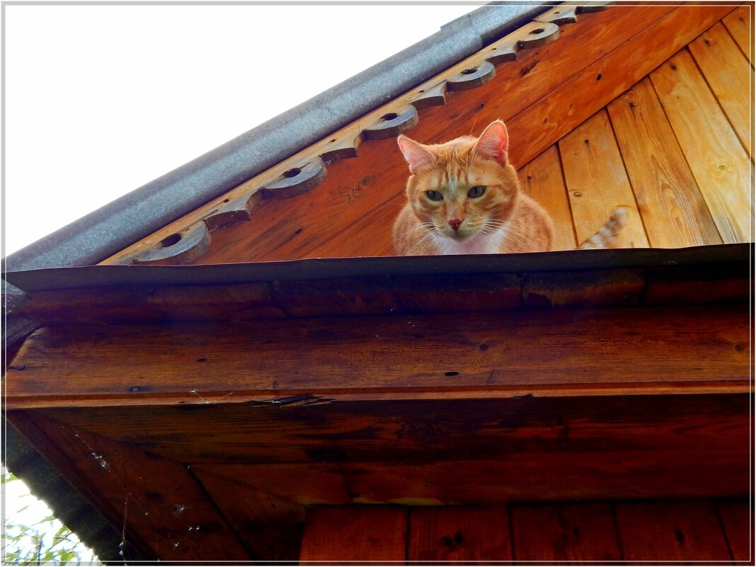 Боязнь высоты - Сергей Швечков