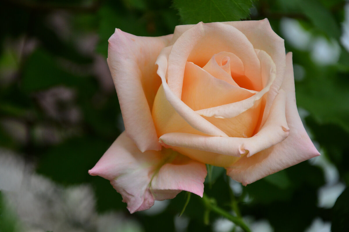 *** - Надежда Куркина 