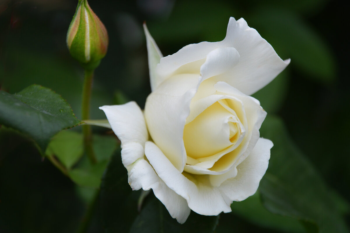 *** - Надежда Куркина *** - Надежда Куркина