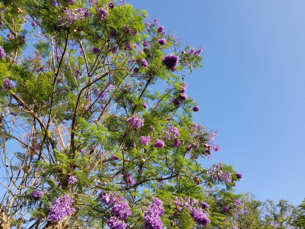 Жакаранда. Прогулка по Ашдоду! - Светлана Хращевская Жакаранда. Прогулка по Ашдоду! - Светлана Хращевская