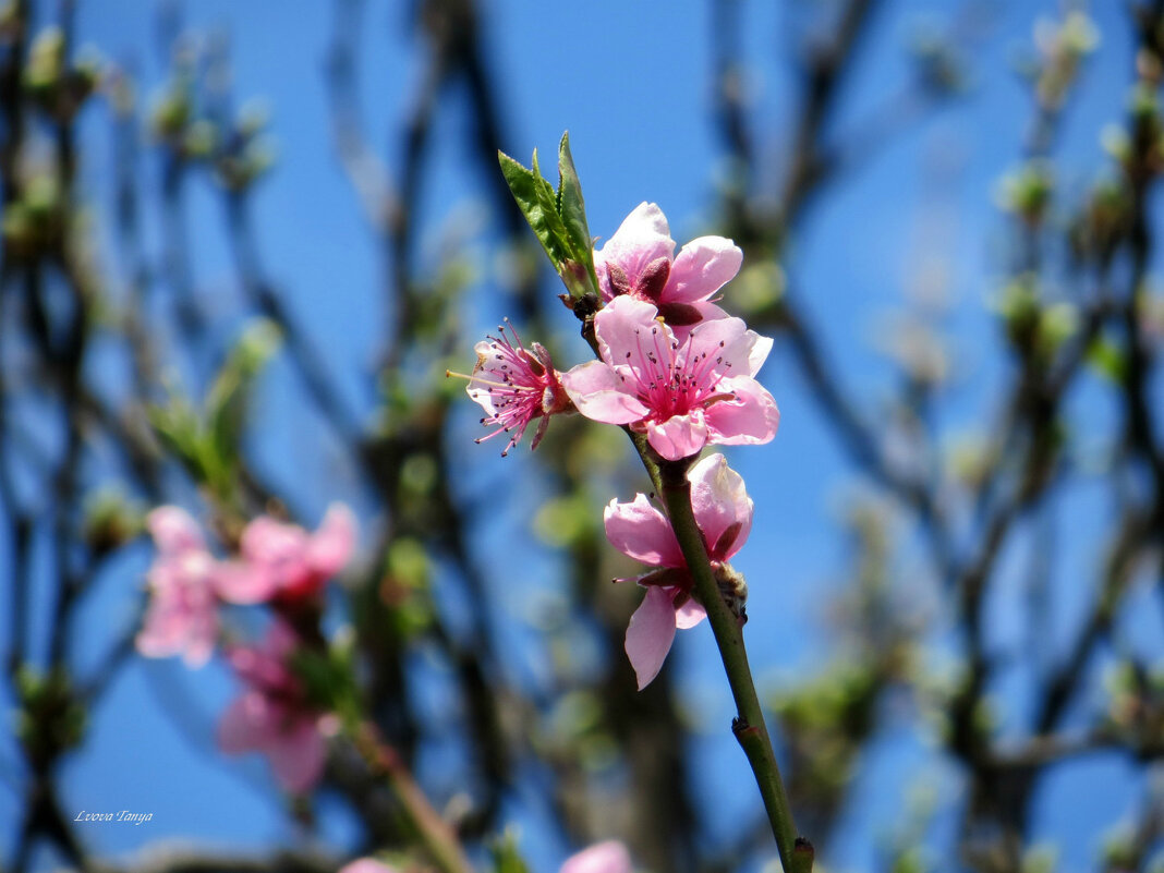 Персик цветёт... - Татьяна Львова