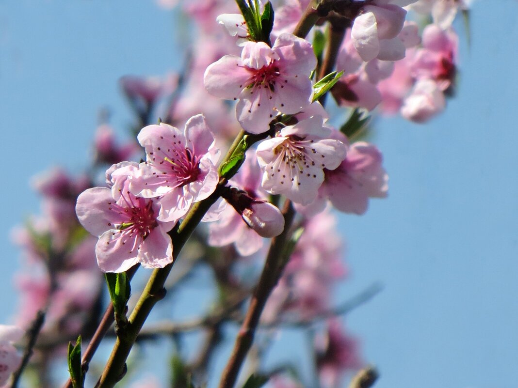 Персик цветёт... - Татьяна Львова Персик цветёт... - Татьяна Львова
